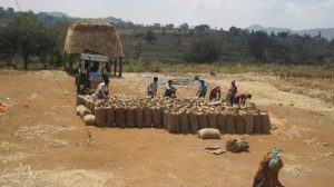 Farmers Association bagging crop production