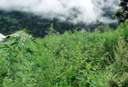 Cannabis/Marijuana in Malana, India